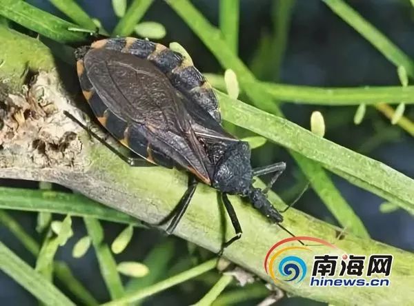 这虫子值20闷一只有的能传播新型艾滋病南宁已经有人抓到5只