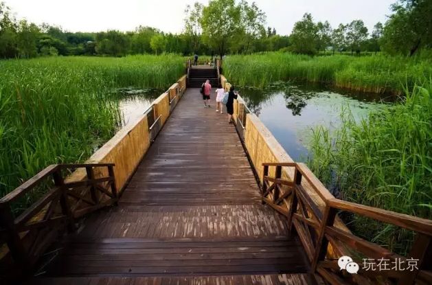 夏日炎炎向水而行 北京这些湿地公园你去过吗?