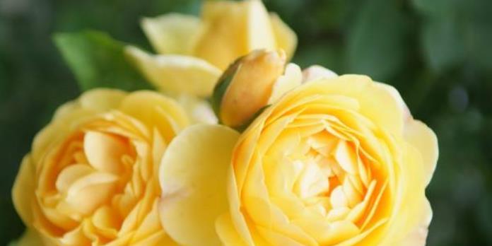 喜欢养花,一定养盆"珍稀月季"金玛丽,金黄灿灿,似满地黄金