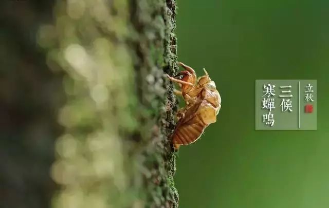 今日立秋一叶落知天下秋