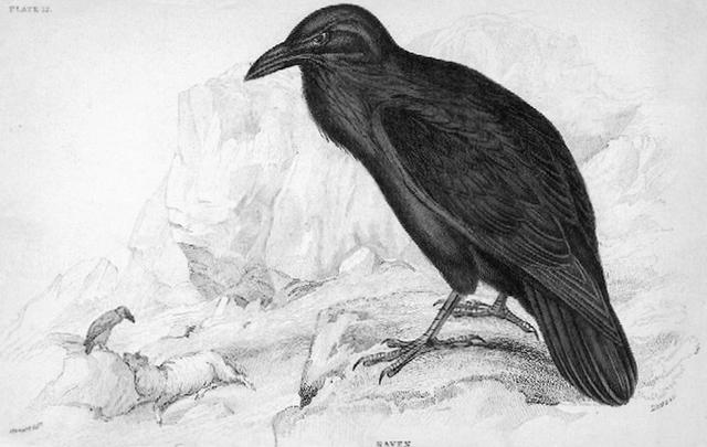 克格勃最出名的乌鸦图片