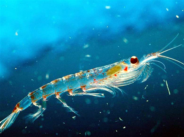 红烧煮汤刺身都可以南极磷虾明年游上市民餐桌