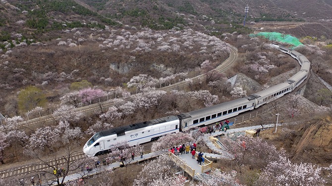 ▲3月28日，游客站在初步建成的观景平台拍摄“S2线列车穿越花海”。新京报记者 王贵彬 摄