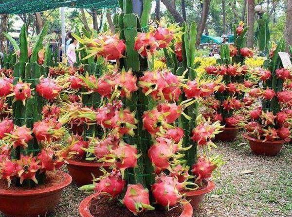 出租屋顶上种植火龙果，蚊虫防疫员说招蚊子不让种植合理吗？