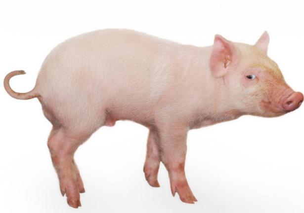 猪尾巴的作用有哪些