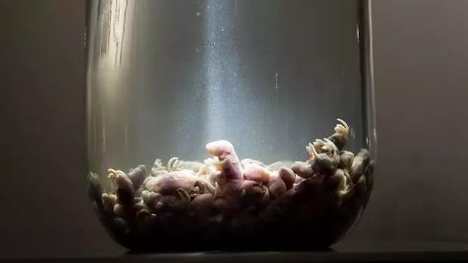 吓死人不偿命的老鼠泡酒什么三鞭酒还有一些百思不得其解的酒老外一