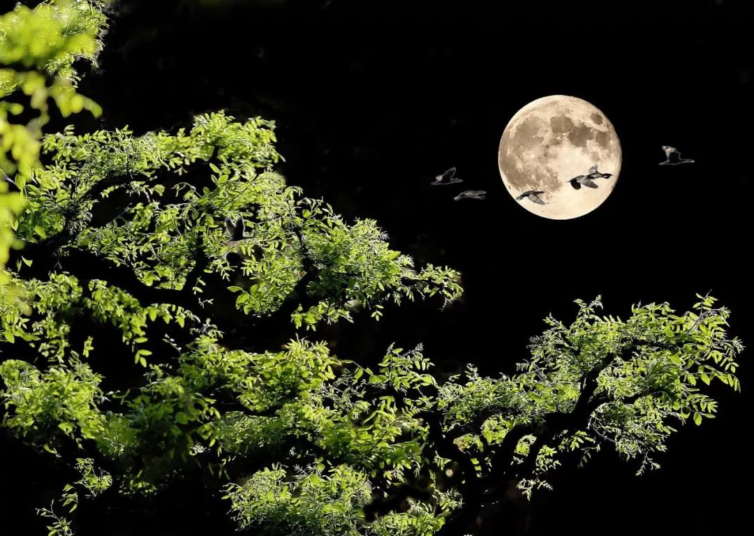 最美中秋音乐,愿花好月圆人团圆|月亮船|秋思|春江花月夜_新浪新闻