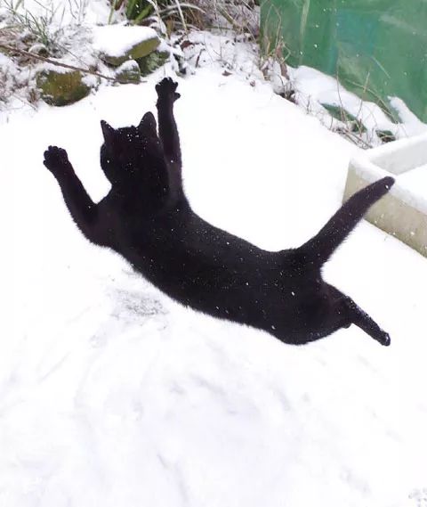 黑猫四脚踏雪图片图片