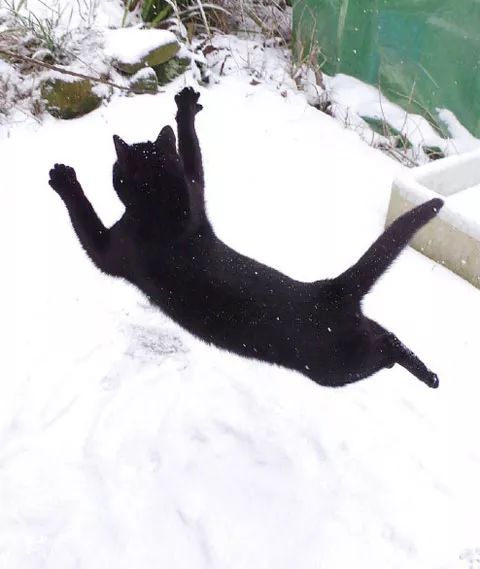 这只黑猫第一次看到下雪,前一秒还非常帅气的跑出来,下一秒.