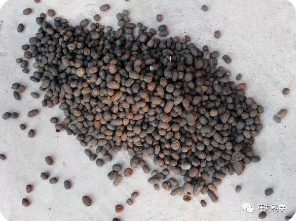 动物界唯一能拉出方块屎的袋熊让我放下了手中的巧克力