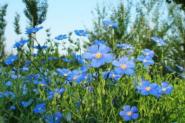 宿迁文旅|花海|国家森林公园|三台山_新浪新闻