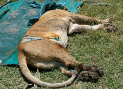 雄狮捕猎受伤,伤口发炎致昏厥,救援队热心救助