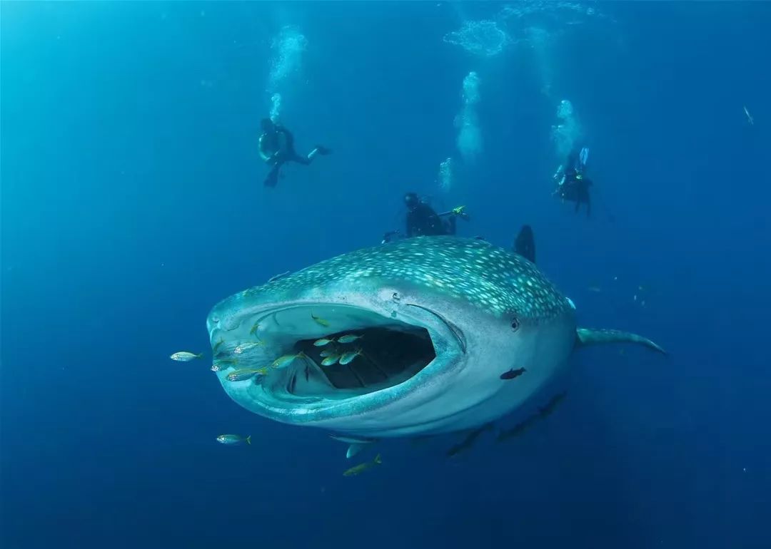 10天300海里,无限次与鲸鲨同游,这个潜水摄影团太疯狂了!
