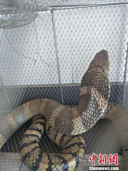 巨型眼镜王蛇爬进汽车座椅下 森警出动擒拿