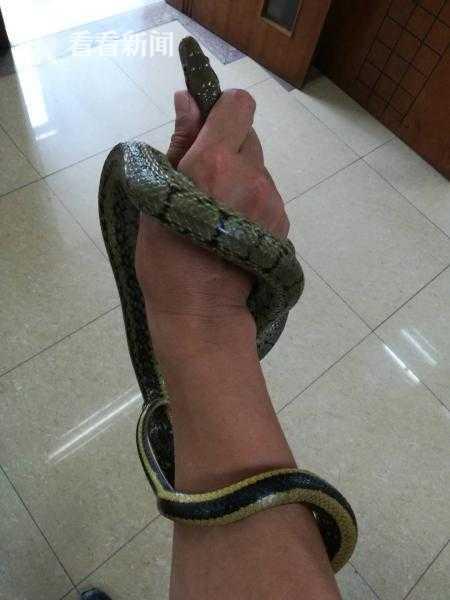 上海一小区楼道惊现菜花蛇 民警徒手抓蛇还市民安宁