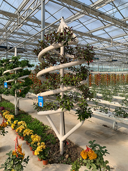 图说:响水九丰农博园智能化大棚.