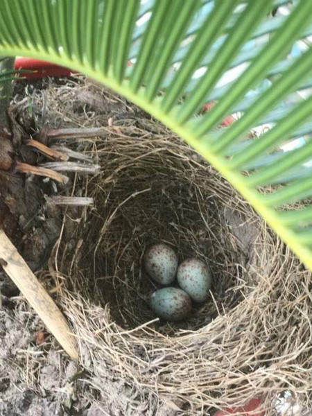 乌鸫筑巢铁树盆栽 接连产蛋三天三枚|鸟巢|乌鸫|铁树_新浪新闻