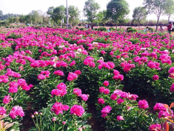 洛阳东花园2018花开老家牡丹赏花节盛大开幕