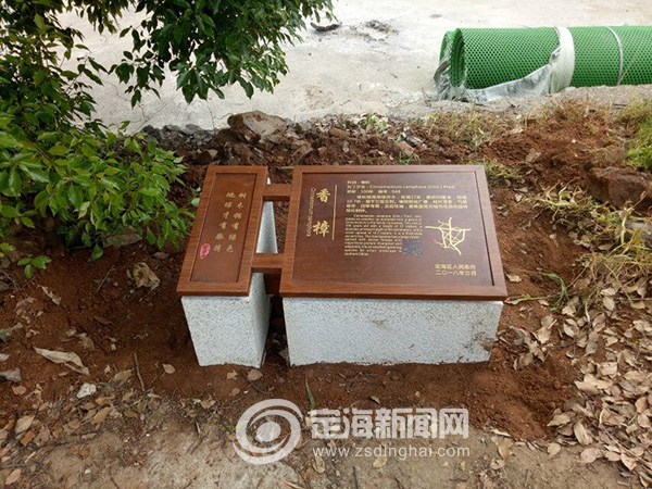 马岙街道为古树设立保护碑牌