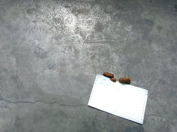 小区楼道宠物粪便未清理 业主很心烦