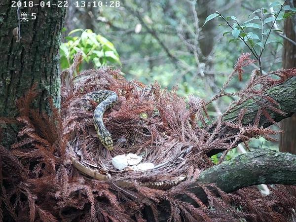 我们一起来看看,一窝小鸟的诞生有多难.