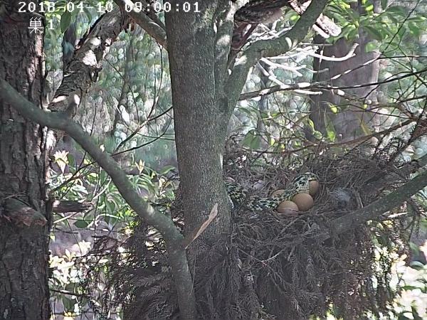 松鸦啄蛋黄腹角雉吓走黄腹鼬鸟巢遭到蛇的侵袭我们一起来看看,一窝