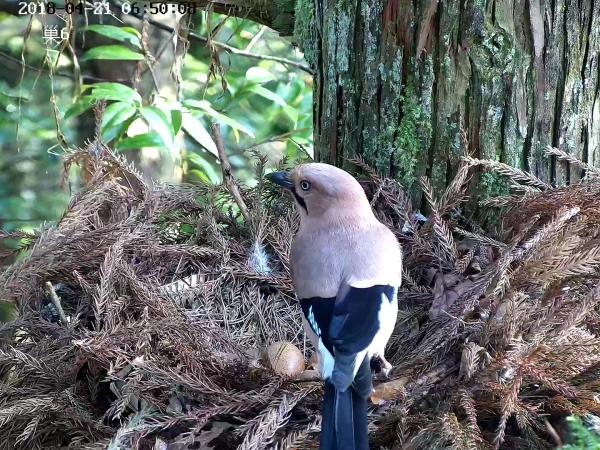 黄腹角雉吓走黄腹鼬鸟巢遭到蛇的侵袭我们一起来看看,一窝小鸟的诞生