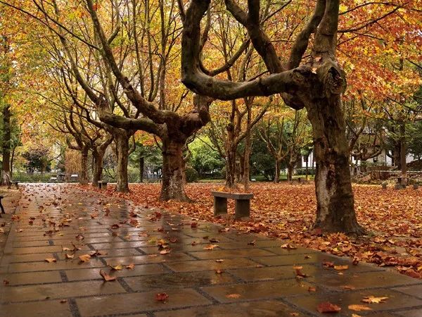 金秋送爽诗意浓《七律》梧桐落叶渐凉秋 - 【近体诗(格律诗)】