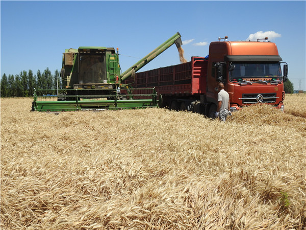 新疆奎屯第七师一三0团夏粮喜获丰收
