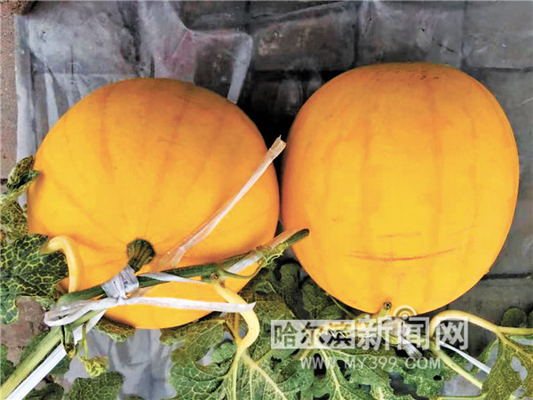 冰城育成黄金西瓜 个头小味甜主打礼品水果市场