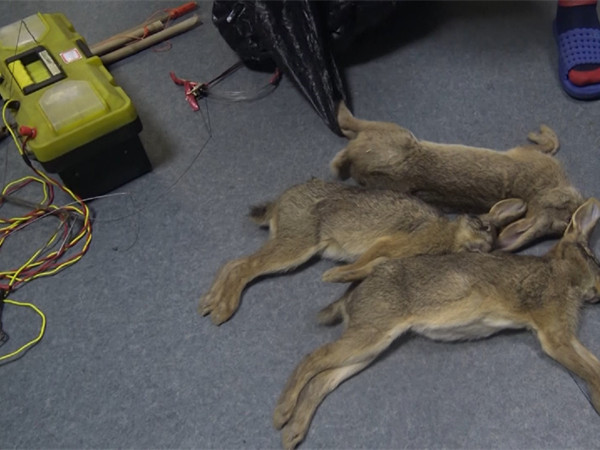 跟网络上短视频学打兔子结果警察找上门