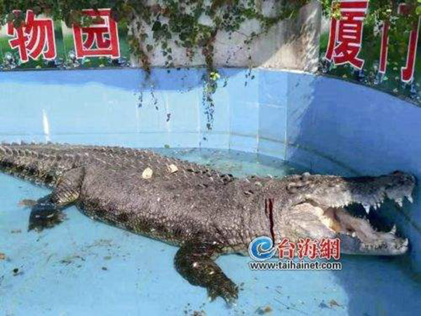 近日，厦门市中非世野野生动物园一只名叫”小河“的鳄鱼被游客用石头砸伤。 台海网 图