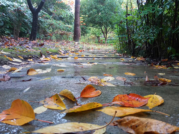 梧桐细雨中漫步，不忍归去。