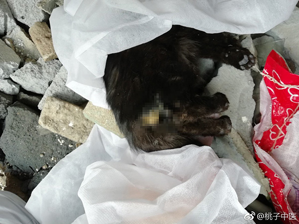 湖北一高校一年半发生多起虐猫事件校方多部门正在调查