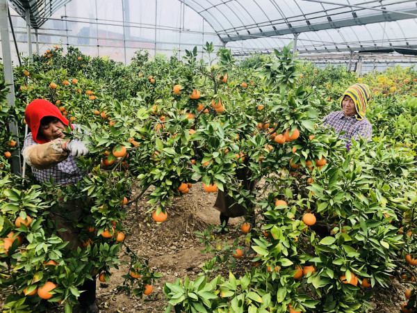 郊野大地树上摘下即可尝鲜奉贤天草桔橙获丰产