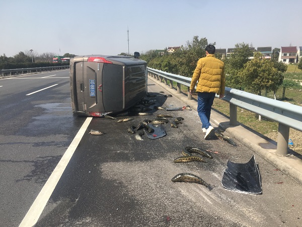 金山一面包车爆胎侧翻 近2000斤黑鱼洒落高速 金山一面包车爆胎侧翻 近2000斤黑鱼洒落高速