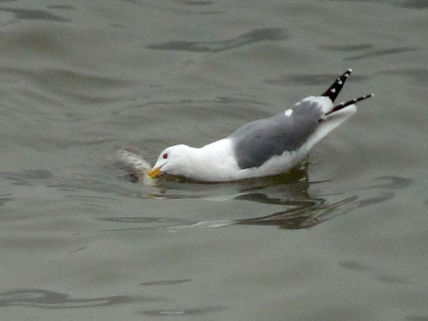 南京长江上江鸥忙捉鱼
