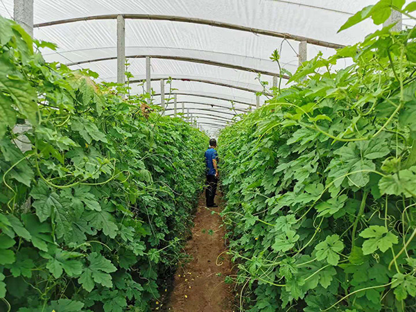 张凤辉种植苦瓜的大棚内景