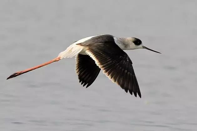 少年科学粉每日一题 | 翱翔,滑翔,鼓翼……鸟儿飞行方式这么多?