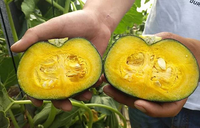 网红贝贝小南瓜香甜粉糯比板栗更好吃超模刘雯瘦身最爱