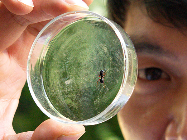 大蚁蛛哺乳视频曝光:第40天才断奶,成年雌蛛仍