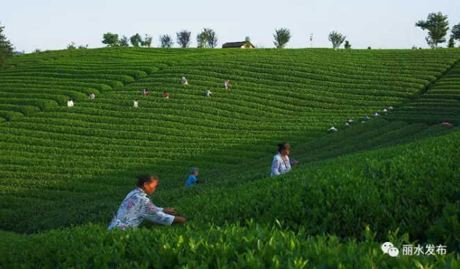 茶苑游戏大厅官方下载