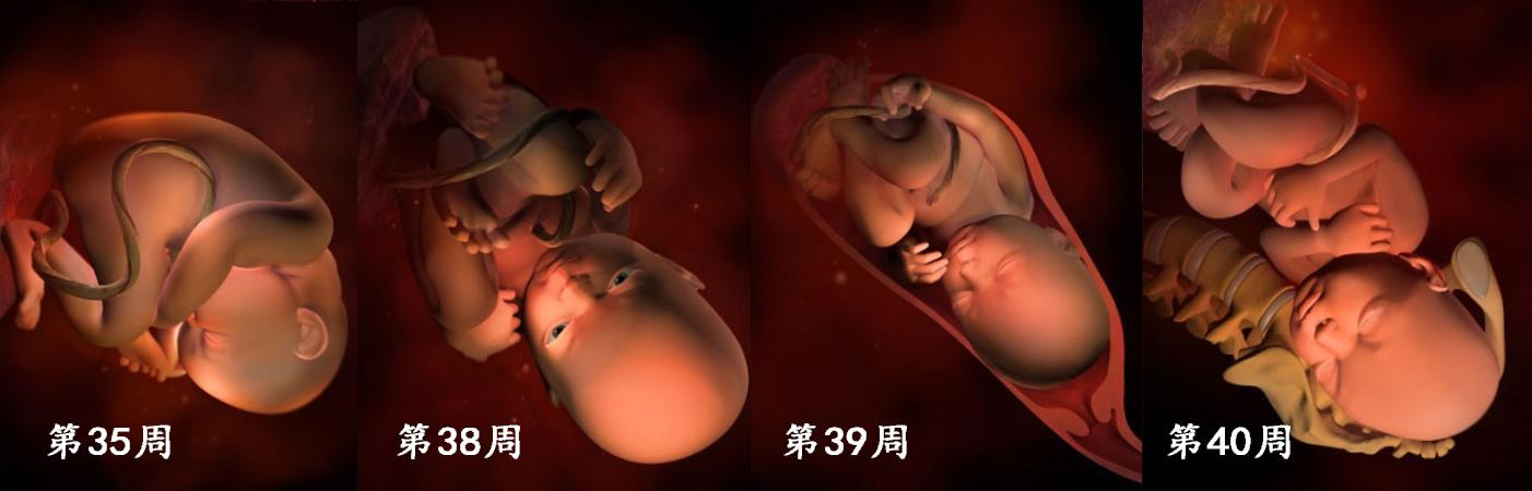 使其着床发育成胎儿的全过程利用体外受精技术产生的婴儿称为试管婴儿