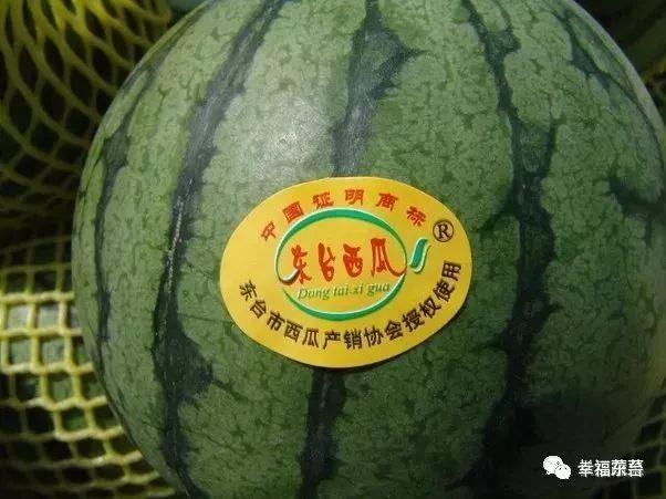 "网红西瓜"带你深度解秘东台人的甜蜜事业