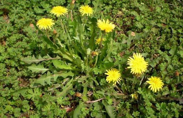 网站中那些飘动的雪花和流星是怎么制作的 flash流星制作技巧