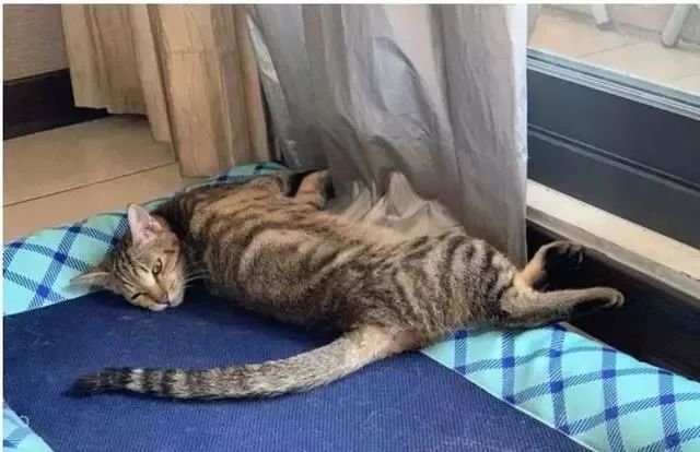 一下腰身体折两半,让人越看越毛