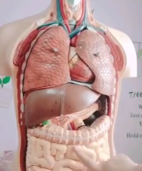 女老师身着人体器官服教学科普视频带你了解人体构造及人体