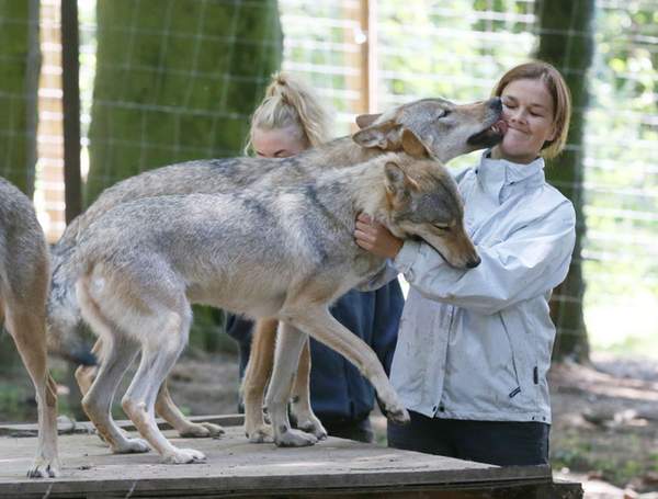 图中的男子名叫kevin richardson,是南非的一位动物行为学家,他专门