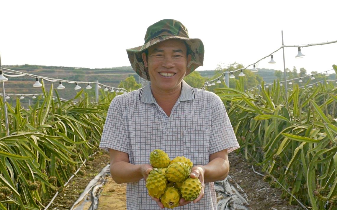 这里的黄色火龙果全年产果种植户年收入有望突破10万