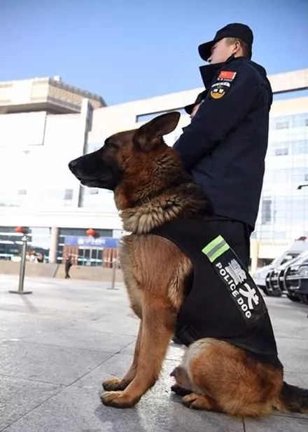 警犬|退役|宠物_新浪新闻